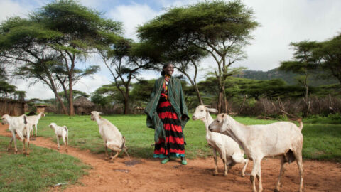 Sound polices for climate resilient pastoralism and agro- pastoralism in the IGAD region